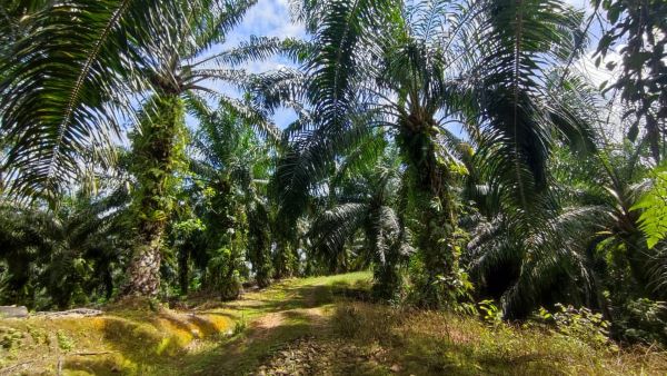 An 10.210 acs Agricultural Land with Oil Palm Tree